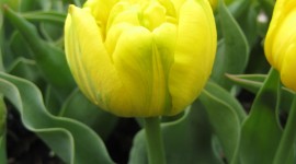Sale Of Tulips Wallpaper Gallery