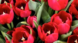 Sale Of Tulips Wallpaper HQ