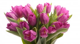 Sale Of Tulips Wallpaper High Definition