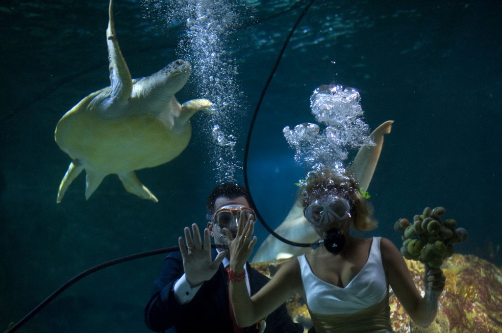 Wedding Underwater wallpapers HD