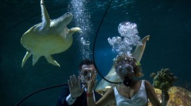 Wedding Underwater Best Wallpaper