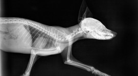 X-ray Animal Desktop Wallpaper HD