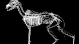 X-ray Animal Wallpaper