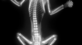 X-ray Animal Wallpaper For IPhone Free