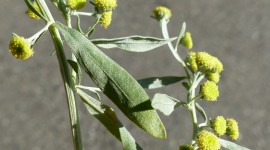Artemisia Absinthium Desktop Wallpaper