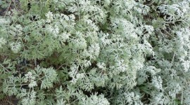 Artemisia Absinthium Image Download