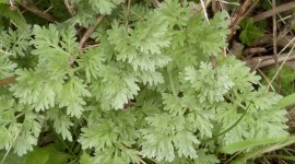 Artemisia Absinthium Photo Free
