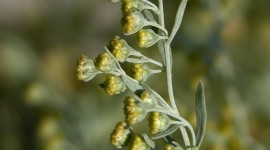 Artemisia Absinthium Wallpaper For Android
