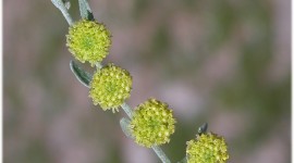 Artemisia Absinthium Wallpaper For Android#2