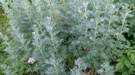 Artemisia Absinthium Wallpaper For IPhone#1