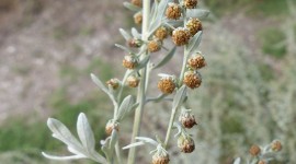 Artemisia Absinthium Wallpaper For Mobile