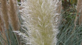 Cortaderia Wallpaper For Android