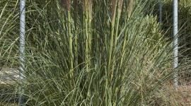 Cortaderia Wallpaper For IPhone Download