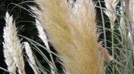 Cortaderia Wallpaper For IPhone Free