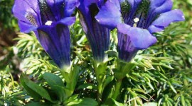 Gentiana Acaulis Wallpaper For Android