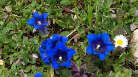 Gentiana Acaulis Wallpaper For Android#1