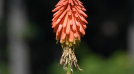 Kniphofia Wallpaper For Android