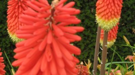 Kniphofia Wallpaper For IPhone
