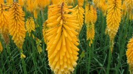Kniphofia Wallpaper For PC