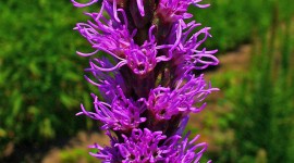 Liatris Wallpaper For Android