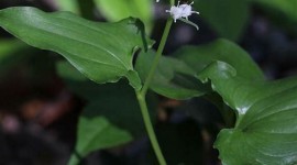 Maianthemum Wallpaper For IPhone Download