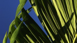 Palm Branch Wallpaper Background