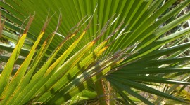 Palm Branch Wallpaper For IPhone 7