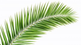 Palm Branch Wallpaper For PC
