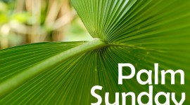 Palm Sunday Photo Free