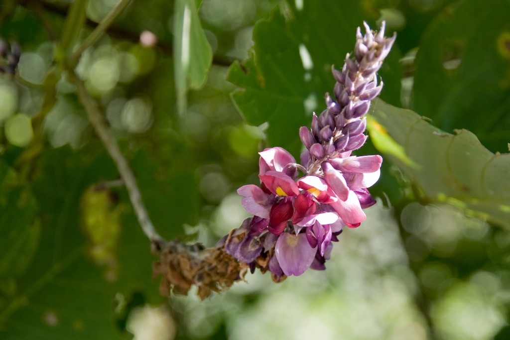 Pueraria wallpapers HD
