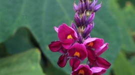 Pueraria Wallpaper For IPhone Download