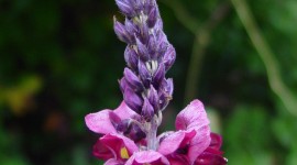 Pueraria Wallpaper For IPhone Free