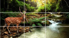 Puzzles Nature Image Download