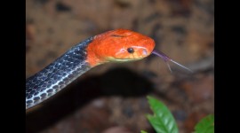 Rare Snakes Desktop Wallpaper Free