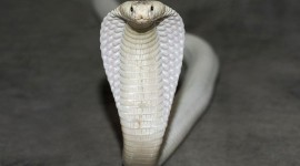 Rare Snakes Wallpaper Download