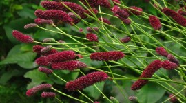 Sanguisorba Wallpaper For Android