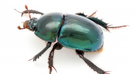 Scarab Beetle Wallpaper 1080p