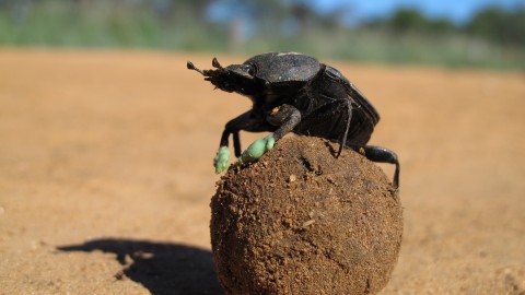 Scarab Beetle wallpapers high quality