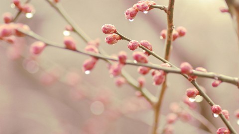 Spring Buds wallpapers high quality