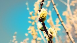 Spring Buds Image Download