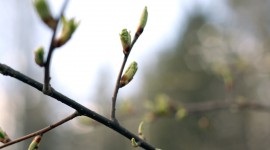 Spring Buds Photo Download