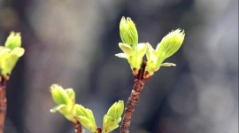 Spring Buds Photo Download#1