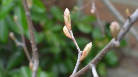 Spring Buds Photo#1