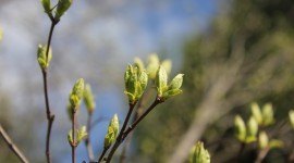 Spring Buds Wallpaper Free
