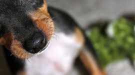 Toy Terrier Wallpaper For IPhone Download