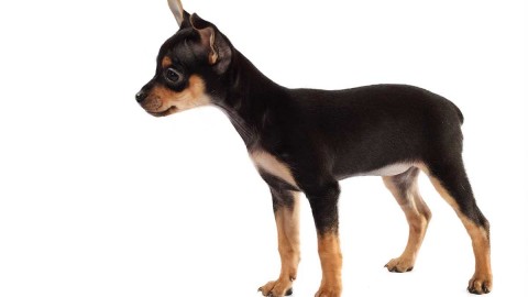 Toy Terrier wallpapers high quality