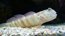 Watchman Goby Wallpaper 1080p