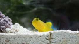 Watchman Goby Wallpaper