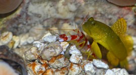 Watchman Goby Wallpaper Background