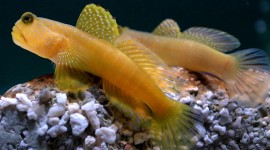 Watchman Goby Wallpaper Download
